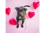 Adopt Tony Hawk #54625 a Pit Bull Terrier