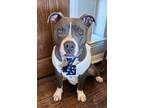 Adopt Bentley a American Staffordshire Terrier, Pit Bull Terrier
