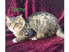Adopt Zachy-9 months a Tabby