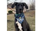 Adopt Gunner a Great Dane / Mixed dog in Oswego, IL (38088049)