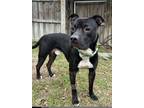 Adopt Trevor a Black Labrador Retriever