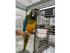 Adopt Beaker a Macaw