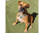 Adopt Duke a Boxer / Mixed dog in Aberdeen, WA (38122224)