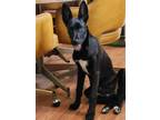 Adopt Ariel a Black Labrador Retriever dog in Castle Rock, CO (37912676)