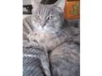 Adopt Polly a Domestic Mediumhair / Mixed cat in Wheaton, IL (38042888)