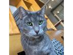 Adopt Misty a Domestic Shorthair / Mixed (short coat) cat in St.