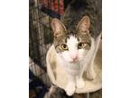 Adopt Milo a White (Mostly) Domestic Shorthair / Mixed (short coat) cat in