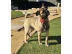 Adopt Sasha a Tricolor (Tan/Brown & Black & White) Pug / Mixed dog in Escondido