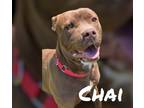 Adopt CHAI a American Pit Bull Terrier / Mixed Breed (Medium) / Mixed dog in