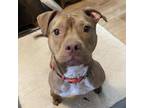Adopt Reia a Tan/Yellow/Fawn Pit Bull Terrier / Mixed dog in Philadelphia
