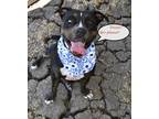 Adopt Roxy Dream a Black American Staffordshire Terrier dog in Provo
