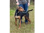 Adopt VESPER a Brown/Chocolate - with Black Treeing Walker Coonhound / Mixed dog