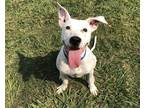 Adopt JACK JACK a White - with Black American Pit Bull Terrier / Mixed dog in