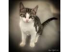 Adopt SCRABBLE a Gray, Blue or Silver Tabby Domestic Shorthair / Mixed (short