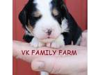 Bernese Mountain Dog Puppy for sale in Martinsville, IN, USA