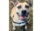 Adopt ALLISON a Tan/Yellow/Fawn - with Black Mixed Breed (Medium) / Mixed dog in