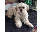 Shih Tzu Puppy for sale in Dwight, IL, USA