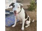 Adopt Lila a White - with Tan, Yellow or Fawn American Staffordshire Terrier /