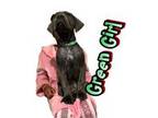 Cane Corso Puppy for sale in Xenia, OH, USA