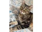 Adopt Mega Melter a Domestic Shorthair / Mixed (short coat) cat in Cincinnati
