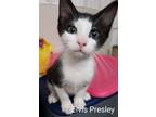 Adopt Elvis a Domestic Shorthair / Mixed (short coat) cat in Richland Hills