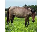 Adopt Amelia a Pony - Other / Mixed horse in Hohenwald, TN (38018301)
