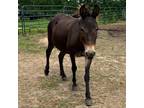 Adopt Myrah a Donkey/Mule/Burro/Hinny / Mixed horse in Hohenwald, TN (38042016)