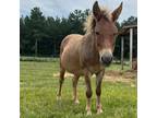 Adopt Tyson a Donkey/Mule/Burro/Hinny / Mixed horse in Hohenwald, TN (38042015)