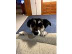 Adopt Oreo a Black - with White Australian Shepherd / Shiba Inu / Mixed dog in