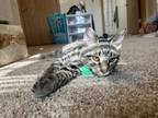 Adopt Tig a Tiger Striped Domestic Shorthair / Mixed (short coat) cat in Conway