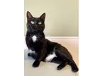 Adopt Tequila a All Black Domestic Shorthair / Domestic Shorthair / Mixed cat in