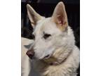 Adopt Zeus, 4 yrs, 85 lbs, $300 fee a White German Shepherd Dog / Mixed dog in