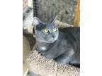 Adopt Chipotle a Domestic Shorthair / Mixed (short coat) cat in EFFINGHAM