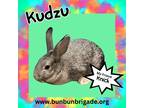 Adopt Kudzu LOUISVILLE a Other/Unknown / Mixed (short coat) rabbit in