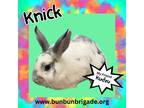 Adopt Knick LOUISVILLE a Other/Unknown / Mixed (short coat) rabbit in