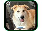 Adopt Spike - Land B4 Time - UPDATED a Tan/Yellow/Fawn - with White Shepherd