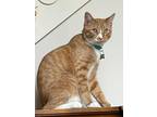 Adopt Owen a Domestic Shorthair / Mixed (short coat) cat in Hoover