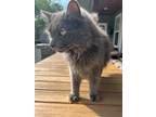 Adopt Pouchie a Gray or Blue Domestic Longhair / Mixed (long coat) cat in