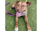 Adopt Cherry Pie a Tan/Yellow/Fawn Pit Bull Terrier / Mixed dog in Austin