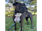 Adopt Mala a Black American Pit Bull Terrier / Mixed dog in Shawnee