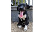 Adopt FRANCES a Border Collie / Mixed Breed (Medium) / Mixed dog in Lemoore