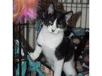 Adopt Joey a Black & White or Tuxedo Domestic Shorthair (short coat) cat in New