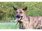 Adopt Scooby a Brindle Shepherd (Unknown Type) / Labrador Retriever / Mixed dog