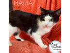 Adopt Maria a All Black Domestic Shorthair / Mixed cat in Washington