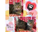 Adopt Lilly B a Gray or Blue Domestic Shorthair / Mixed cat in Washington