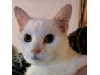 Adopt Andy a White Domestic Shorthair / Mixed cat in Washington, PA (37888843)