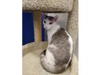 Adopt Sugar a White (Mostly) Domestic Shorthair (short coat) cat in Dunkirk