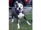 Adopt Pitty a Black American Pit Bull Terrier / Mixed Breed (Medium) / Mixed