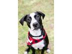 Adopt Jenny a Black - with White Mixed Breed (Medium) dog in West Palm Beach