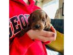 Cavapoo Puppy for sale in Arabi, GA, USA